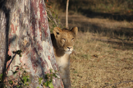 Lion sitting under the tree