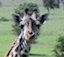 Giraffe in Nakuru National Park